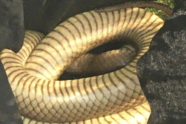 Smith acredita que, apesar da idade avançada dessa cobra-marrom-oriental, ela tenha conseguido predar muitos coelhos e ratos d'água (roedor comum na Austrália) da regiãoLeia mais! Mãe puma persegue aventureiro após ele se aproximar de filhotes