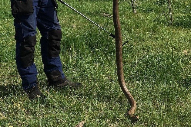 'Me aproximei dele, pronto para agarrar a cauda e colocá-lo na bolsa, quando percebi o tamanho'