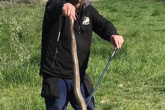 O grandalhão da casa de repouso — trava-se de um macho — foi resgatada pelo apanhador Gavin Smith. Em entrevista ao jornal The Canberra Times, Smith contou que esperava uma cobra adulta padrão: 'Geralmente com 1,2 m', explicouVeja também: Causa até vômito! Surto de lagarta peluda e venenosa assusta cidades