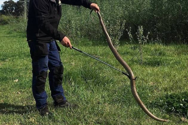 Quase o triplo da média registrada em indivíduos adultos da espécie, que costumam ter cerca de 650 g