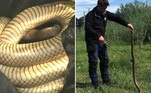 Uma das serpentes mais venenosas do planeta foi capturada em uma casa de repouso no centro de Camberra, capital da Austrália. Não bastasse o nível de toxicidade, o bicho também possuía o triplo do peso esperado