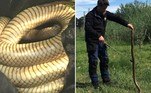 Uma das serpentes mais venenosas do planeta foi capturada em uma casa de repouso no centro de Camberra, capital da Austrália. Não bastasse o nível de toxicidade, o bicho também possuía o triplo do peso esperadoLeia mais! Turista devolve artefatos roubados em Pompeia 'por trazerem azar'