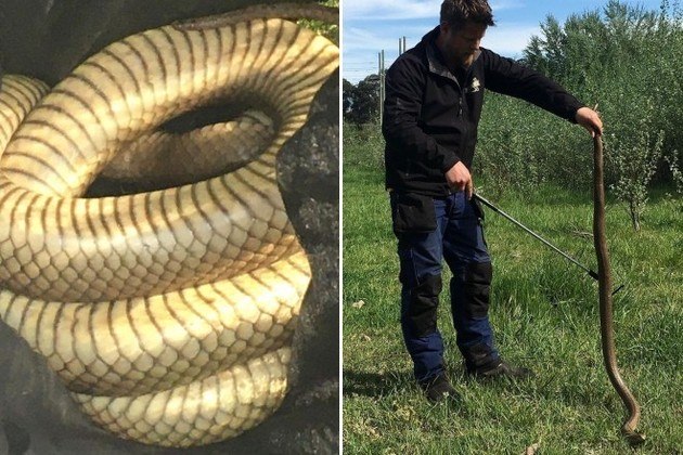 Uma das serpentes mais venenosas do planeta foi capturada em uma casa de repouso no centro de Camberra, capital da Austrália. Não bastasse o nível de toxicidade, o bicho também possuía o triplo do peso esperado