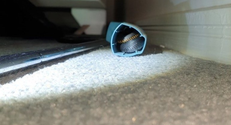 Uma serpente altamente venenosa foi achada dentro do suporte de uma bombinha para asma