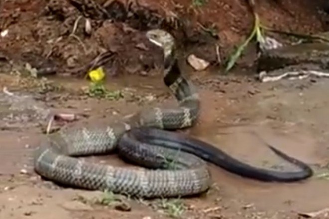 Vídeo flagra serpente azul devorando cascavel venenosa - Mega Curioso
