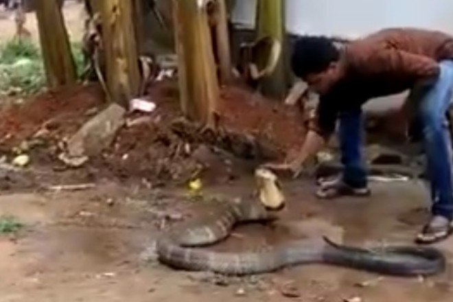 Então toma! Rato aplica voadora incrível em cobra venenosa - Fotos - R7  Hora 7