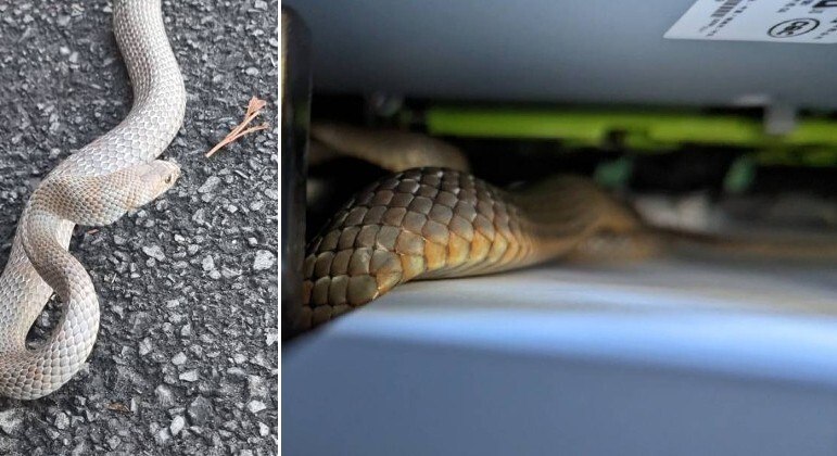 Serpente altamente venenosa foi descoberta dentro de impressora na Austrália