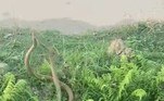 Geralmente, roedores de pequeno porteJá em uma casa de família, especialistas encontraram 19 cobras super venenosas. Confira a seguir!