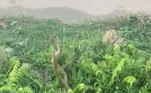 Que além do território, buscavam proteger alguma possível fêmea no localVeja também: Skatista com pizza na mão e cerveja no bolso morre após queda