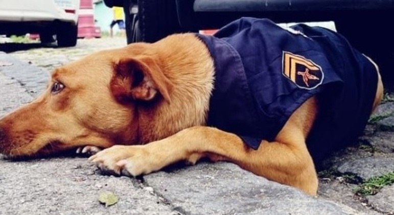 Shakira é apresentada como um 'cão guarda-base da UPP Borel', no Rio de Janeiro. A cachorrinha foi adotada por policiais da Unidade de Polícia Pacificadora e até ganhou um uniforme 