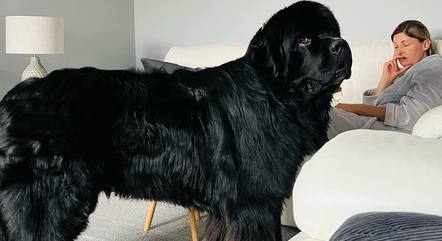 Cachorro gigante de 70 kg custa R$ 28 mil por ano aos tutores - RPet - R7  RPet