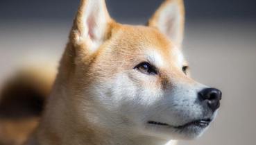 Criador da Dogecoin diz que vendeu todas suas moedas e comprou um Honda Civic usado