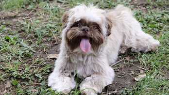 Cachorro é furtado de porta de supermercado em São Paulo (Arquivo Pessoal)