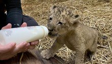 Leão chamado Simba nasce após a morte do pai Mufasa em Singapura