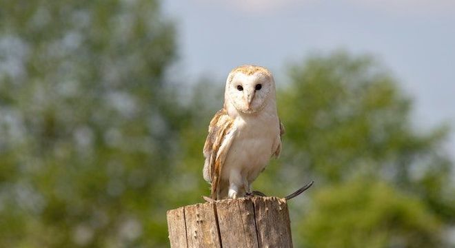 Simbologia da Coruja: características, interpretações e significados