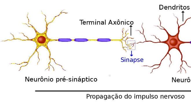 Sinapse - O que é, onde, como e por que acontece?