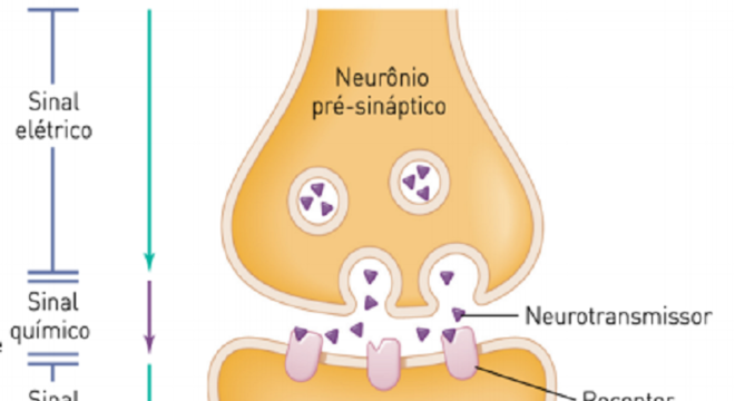 Sinapse - O que é, onde, como e por que acontece?