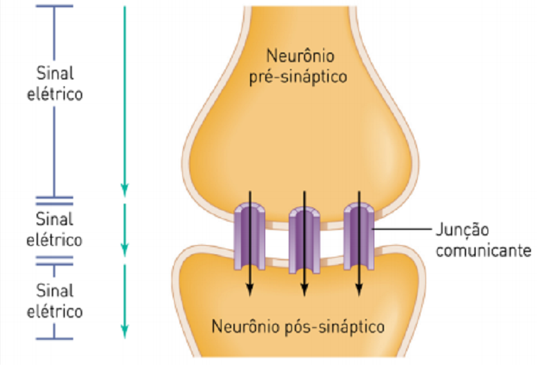 Sinapse – O Que é, Tipos, Como E Por Que Acontece?