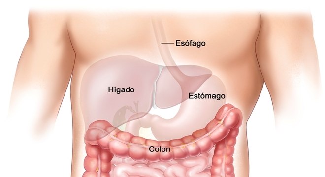 Sistema Digestivo - Definição, características e órgãos principais