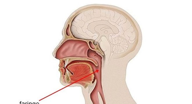 Sistema Digestivo - Definição, características e órgãos principais