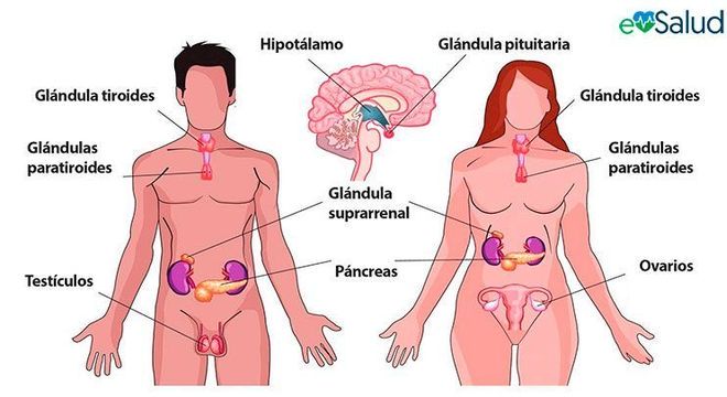 Sistema Endócrino, o que é? Definição, características e principais órgãos