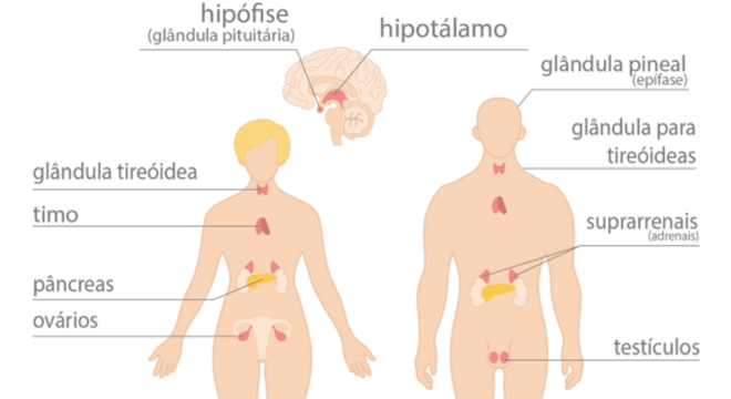 Sistema Endócrino, o que é? Definição, características e principais órgãos