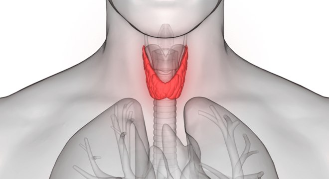 Sistema Endócrino, o que é? Definição, características e principais órgãos