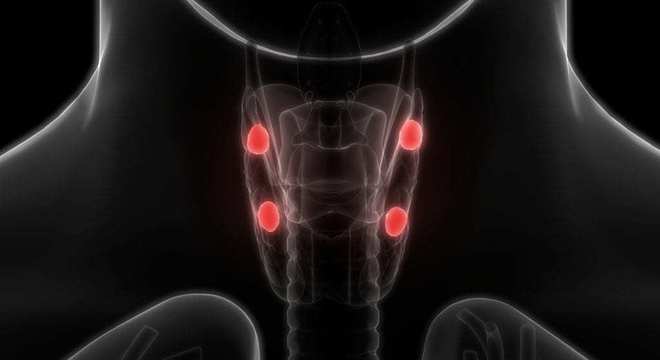 Sistema Endócrino, o que é? Definição, características e principais órgãos