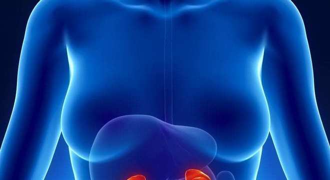 Sistema Endócrino, o que é? Definição, características e principais órgãos