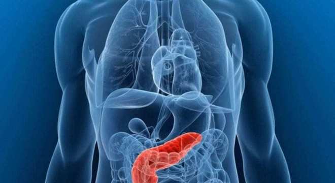 Sistema Endócrino, o que é? Definição, características e principais órgãos