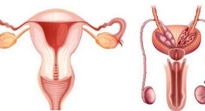 Sistema Endócrino, o que é? Definição, características e principais órgãos