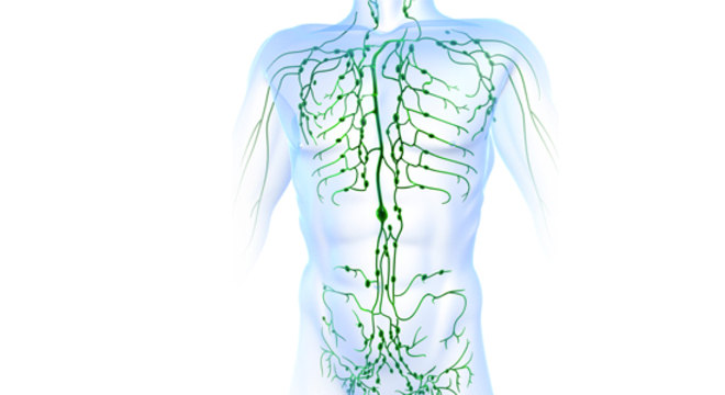 Sistema linfático -