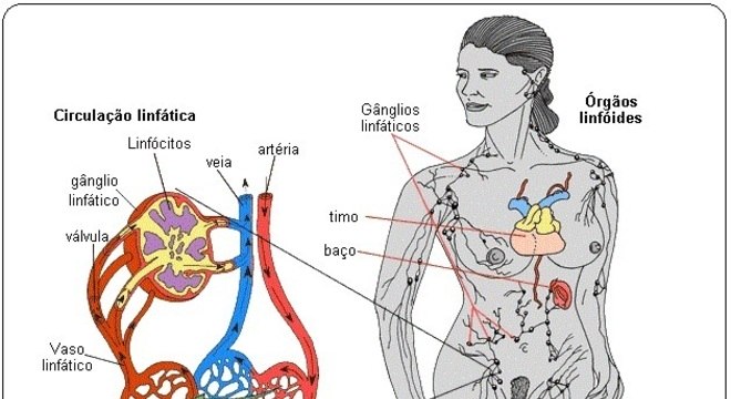 Sistema linfático -