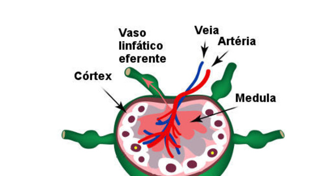 Sistema linfático -