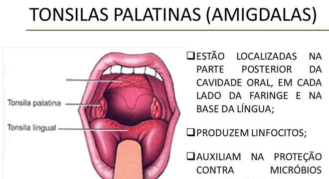 Sistema linfático -