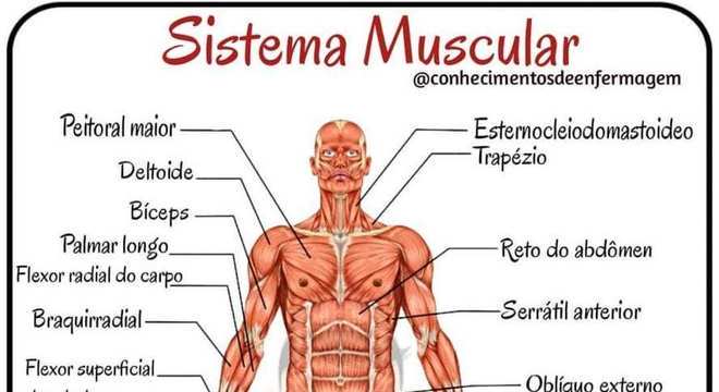 Sistema muscular - Definição, função dos músculos e grupos musculares