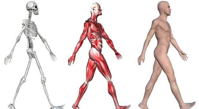 Sistema muscular - Definição, função dos músculos e grupos musculares