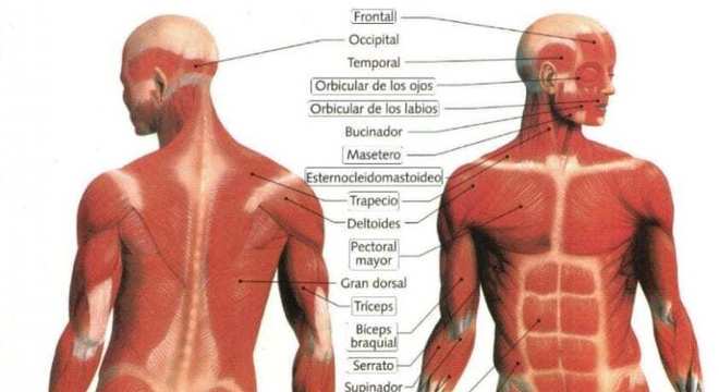 Sistema muscular - Definição, função dos músculos e grupos musculares