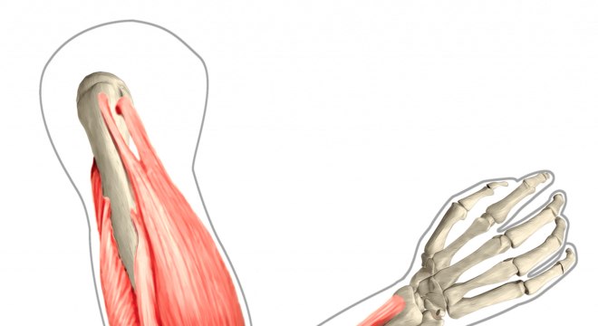 Sistema muscular - Definição, função dos músculos e grupos musculares