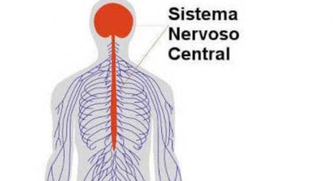 Sistema Nervoso - Definição, divisões, principais funções e órgãos