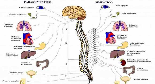 Sistema Nervoso - Definição, divisões, principais funções e órgãos