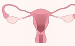 ovário, útero, reprodutivo