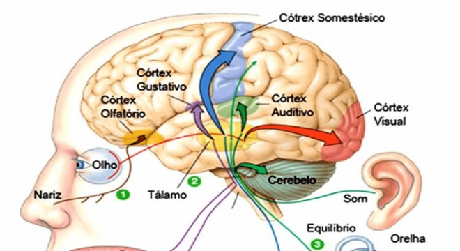 Sistema Sensorial, o que é? Definição, principais funções e fisiologia