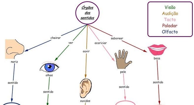 Sistema Sensorial, o que é? Definição, principais funções e fisiologia