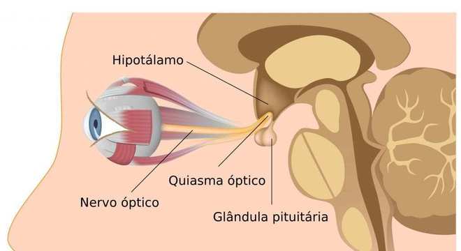 Sistema Sensorial, o que é? Definição, principais funções e fisiologia