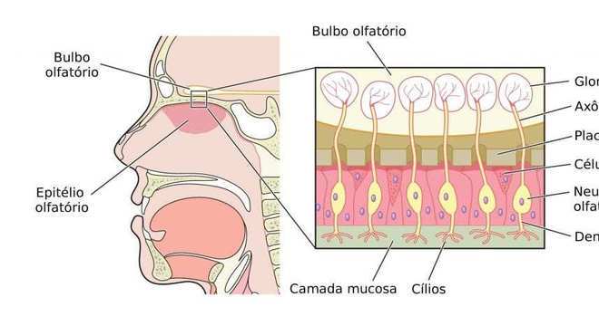 Sistema Sensorial, o que é? Definição, principais funções e fisiologia