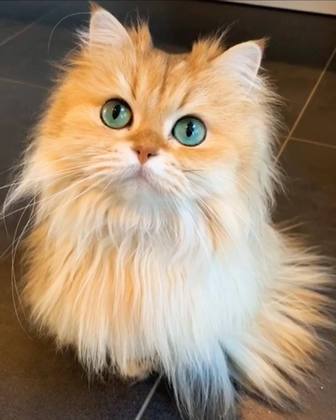 Smoothie the Cat
