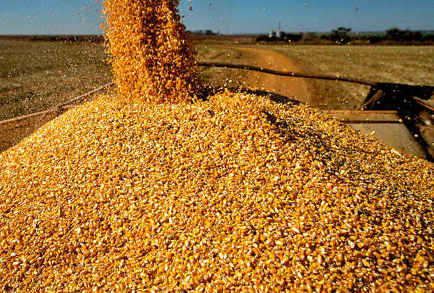  Só a China importou 27% dos nossos produtos. Ela ajudou a deixar o milho não moído em oitavo lugar, com 3,2%. 