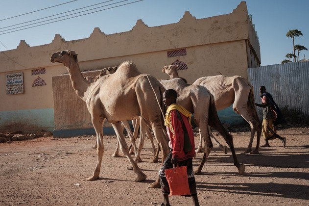 Quatro temporadas de chuvas insuficientesGriffiths afirmou que a atual situação na Somália é pior que durante a fome de 2011, que provocou quase 260 mil mortes, mais da metade delas de crianças com menos de 6 anos. A seca é resultado de quatro temporadas seguidas com chuvas insuficientes desde o fim de 2020, uma situação que não foi registrada nas últimas quatro décadas