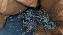 Pesquisadores investigam o mistério bizarro da sopa que ficou azul dentro da geladeira